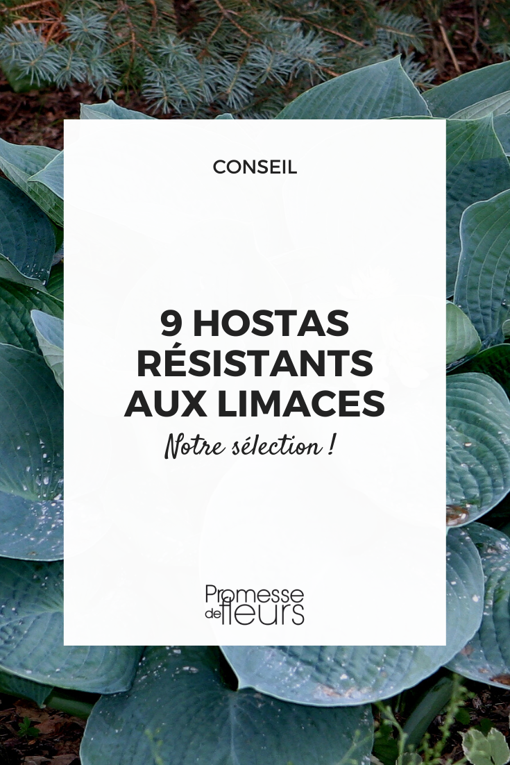 Auswahl an Hostas, die widerstandsfähiger gegen Schnecken sind