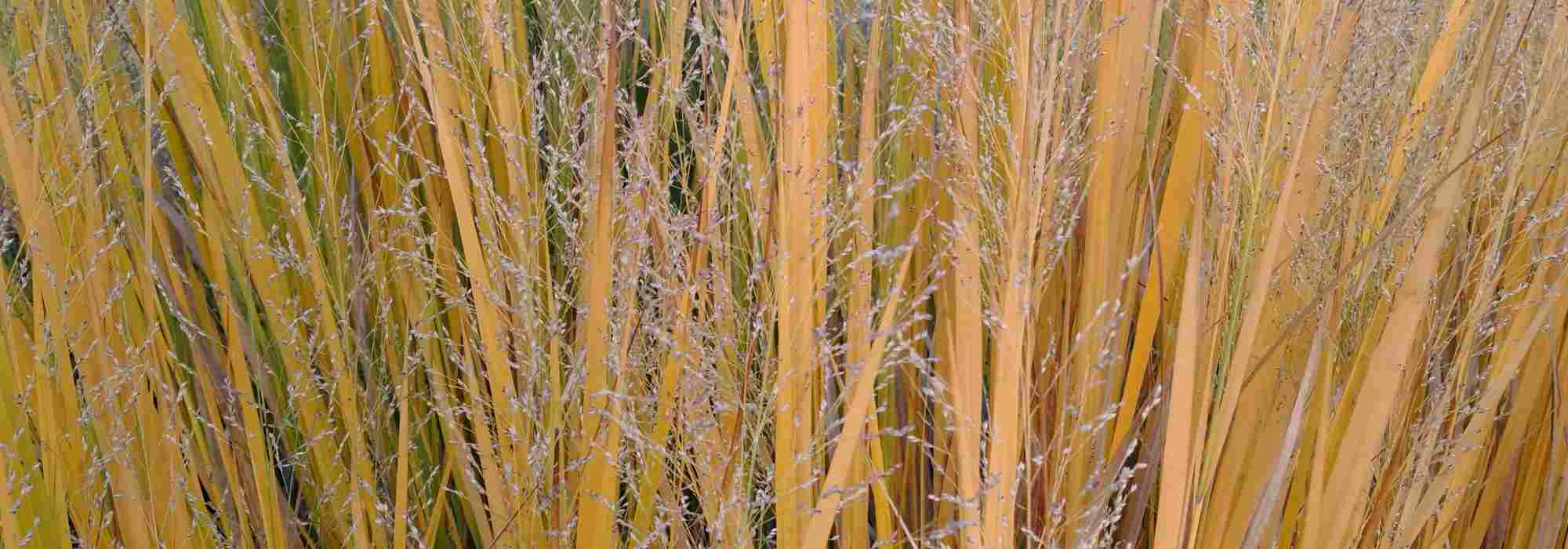 Panicum auswählen