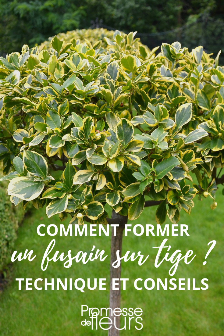 Baumartiger Spindelstrauch (Euonymus)