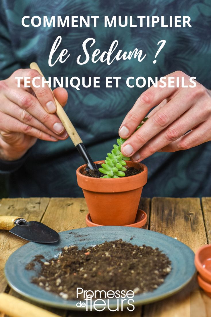 Vermehrungsmethoden für Sedum
