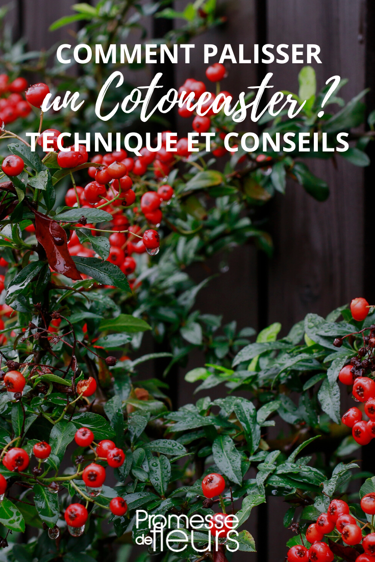 Spalieren von Cotoneaster
