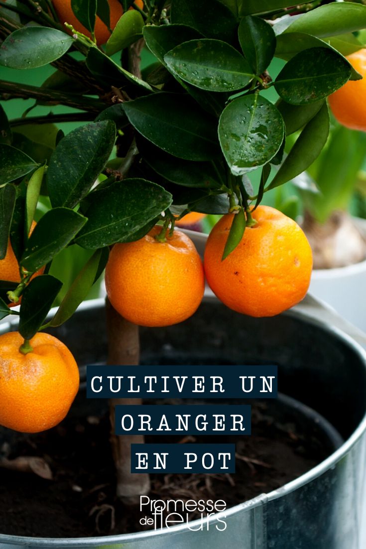 Citrus Sinensis im Topf