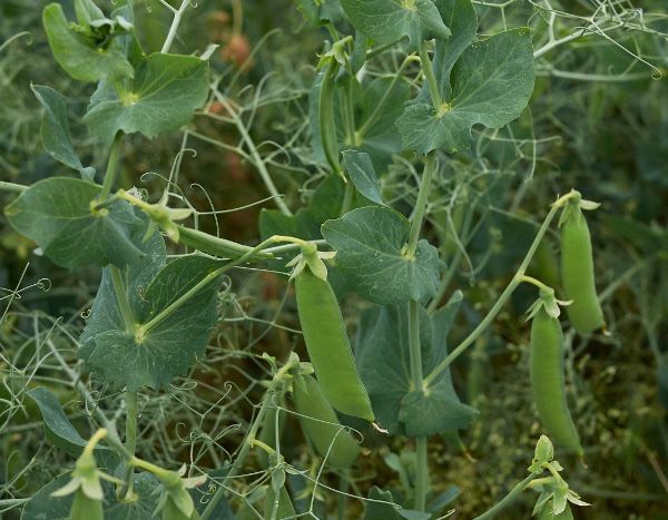 Erbsenaussaat: Erfolgreich von der Aussaat bis zur Ernte im Gemüsegarten