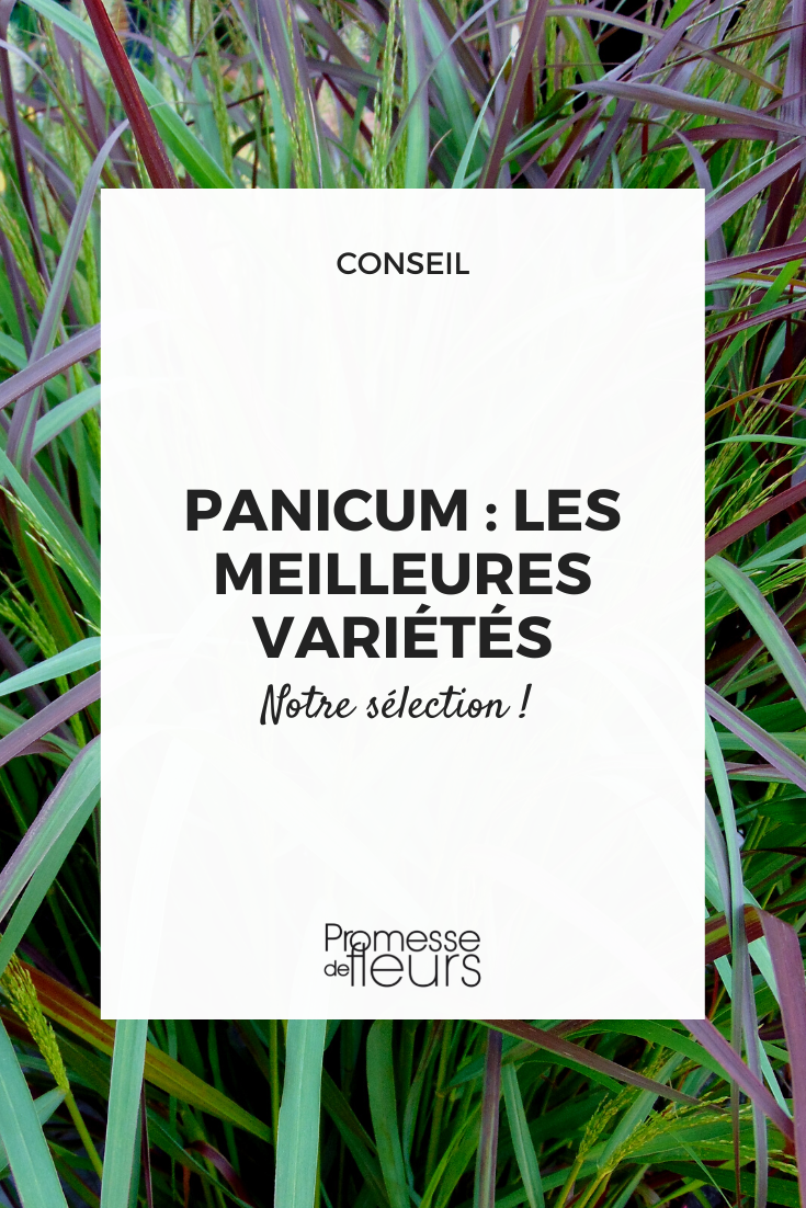 Auswahl von Panicum