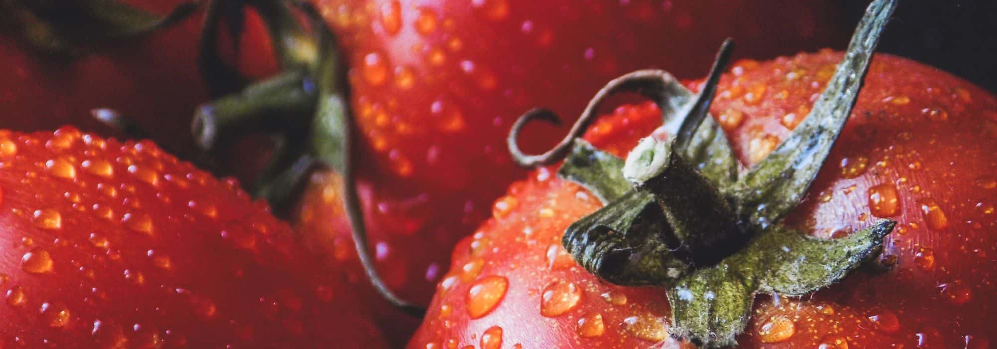 Tomaten: säen, pflanzen, pflegen und ernten