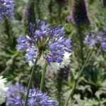 Madeira-Garten gestalten: Insel der Blumen