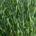 Panicum: beste Sorten