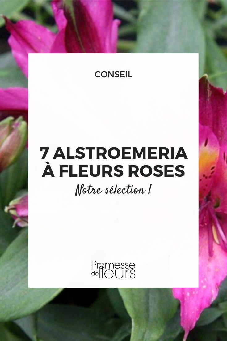 Rosa Alstroemeria