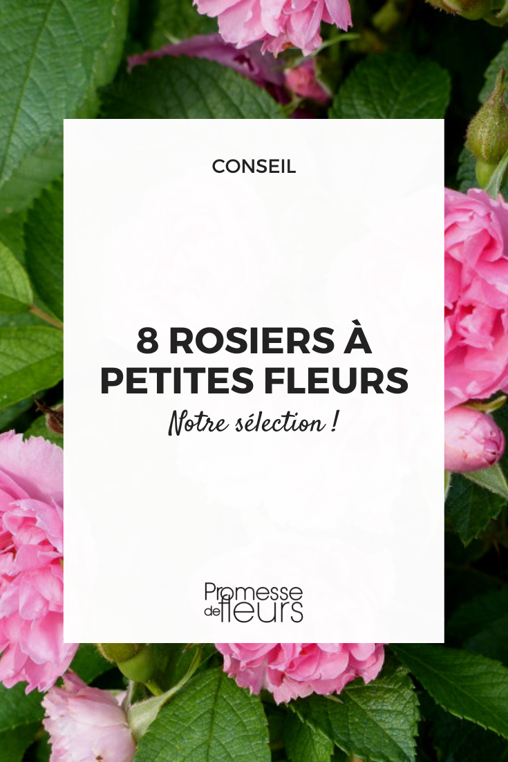 Auswahl an Rosen mit kleinen Blüten