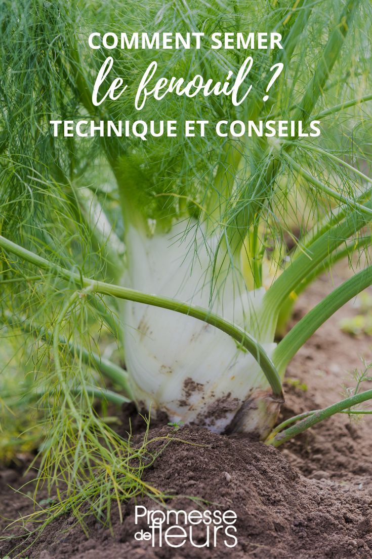 Fenchel anbauen