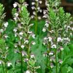 Akanthus-Samen ernten und säen?