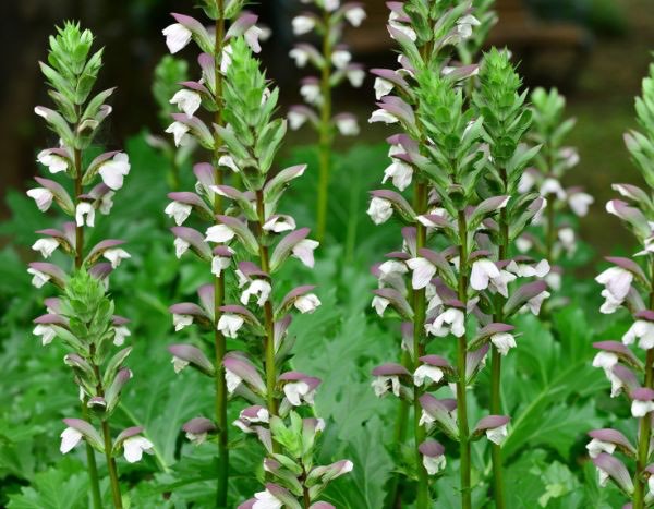 Akanthus-Samen ernten und säen?