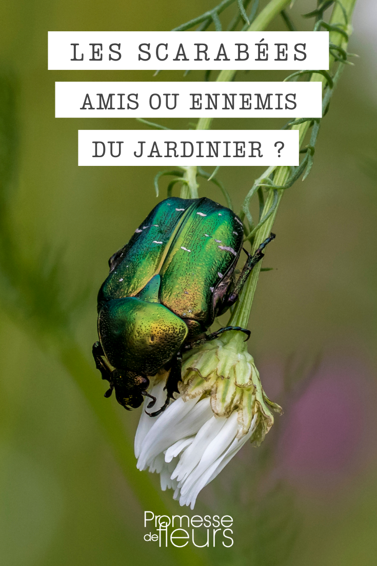 Die verschiedenen Käferarten im Garten