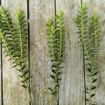 Strauchveronika vermehren: Stecklinge ziehen?
