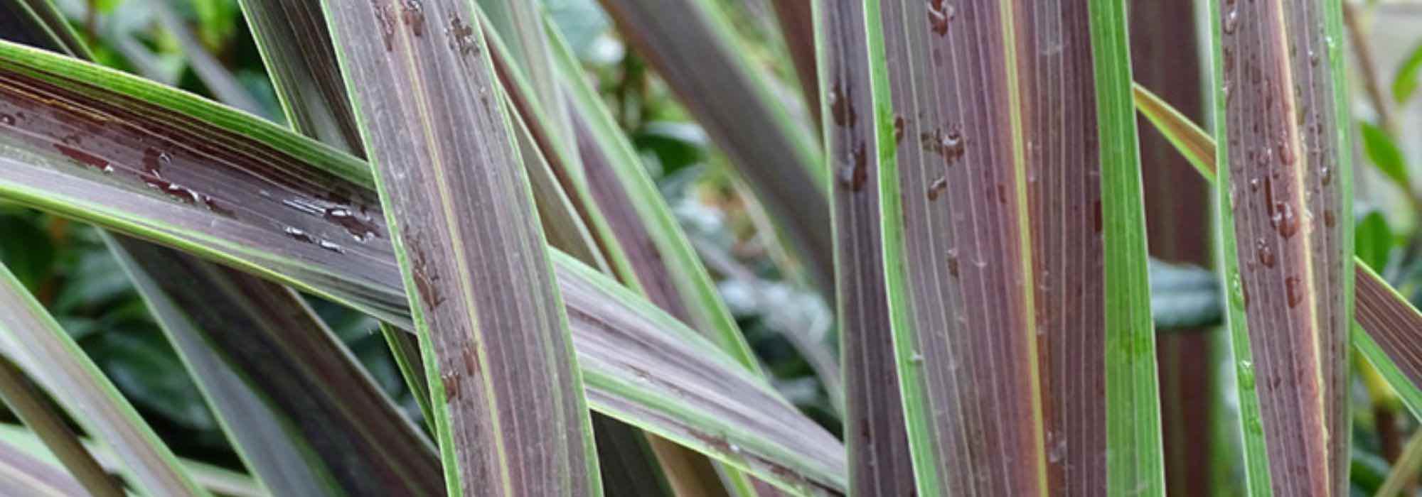 5 panaschierte Cordylinen