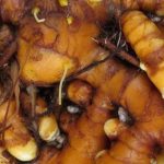5 besondere essbare Wurzeln für den Garten