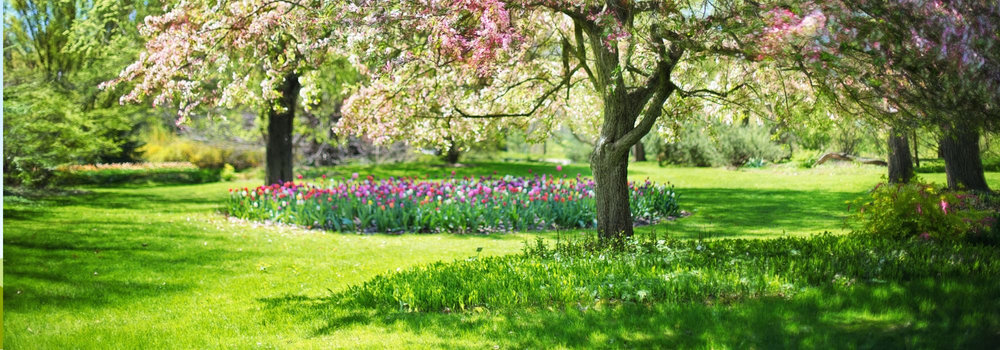 Achtung! Diese Pflanzen im Frühjahr NICHT zurückschneiden