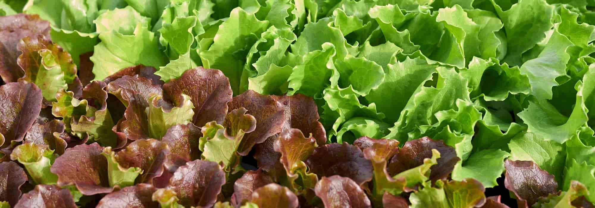 Kopfsalat: säen, pflegen, ernten
