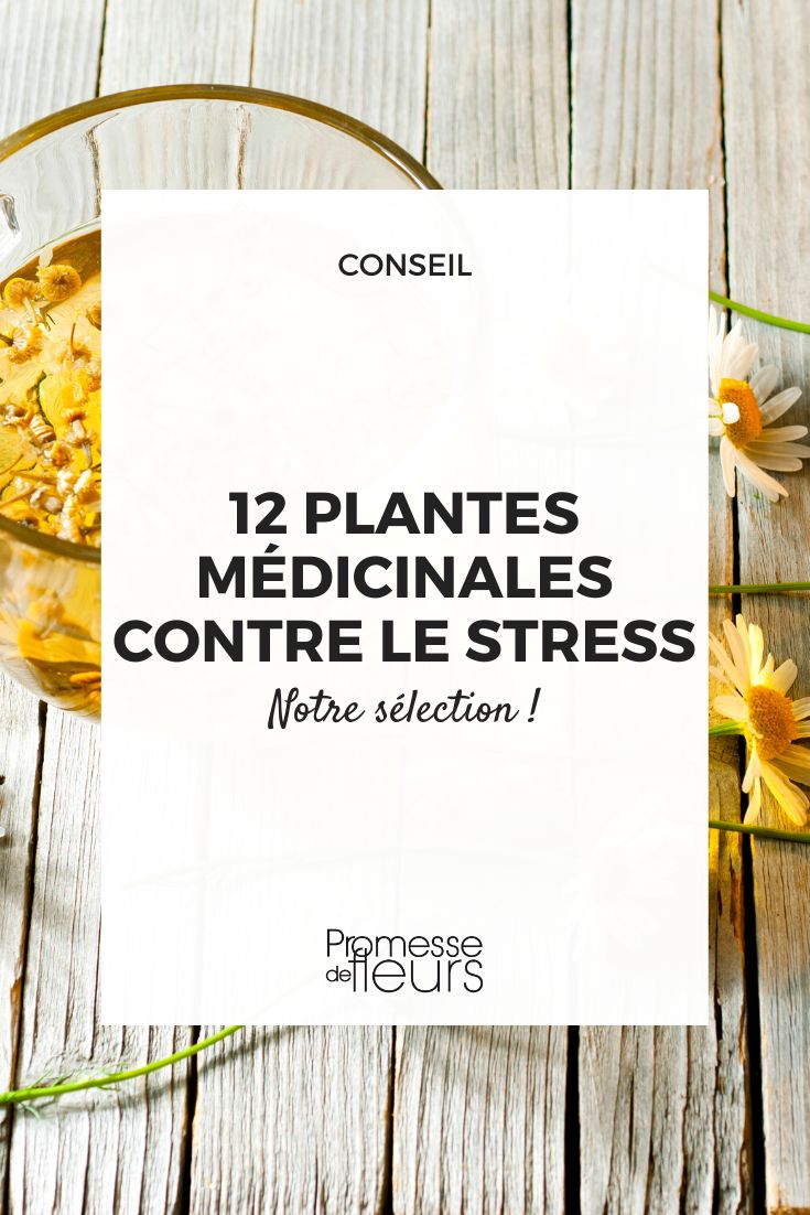 Pflanzen gegen Stress