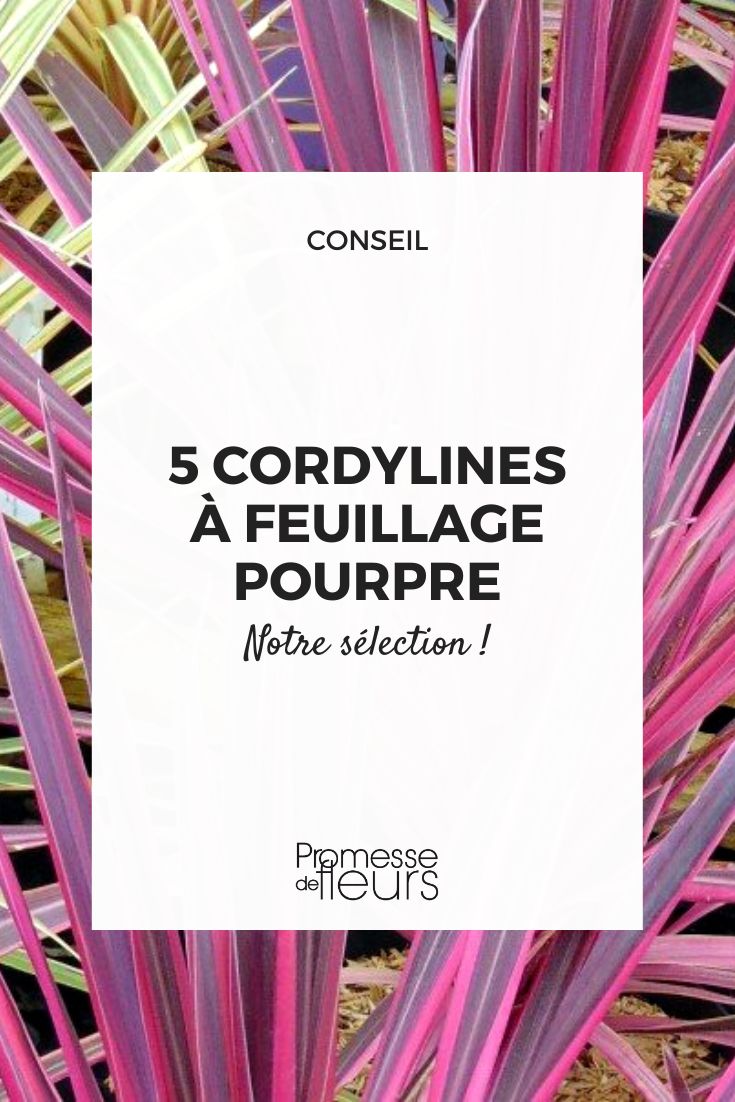 Purpur-Drachenbaum (Cordyline)