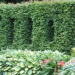Hecke bepflanzen: Tipps?