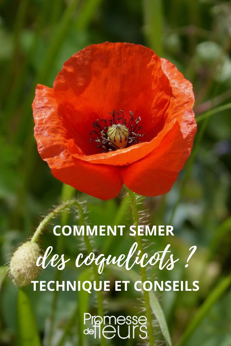 Aussaat von Mohnblumen