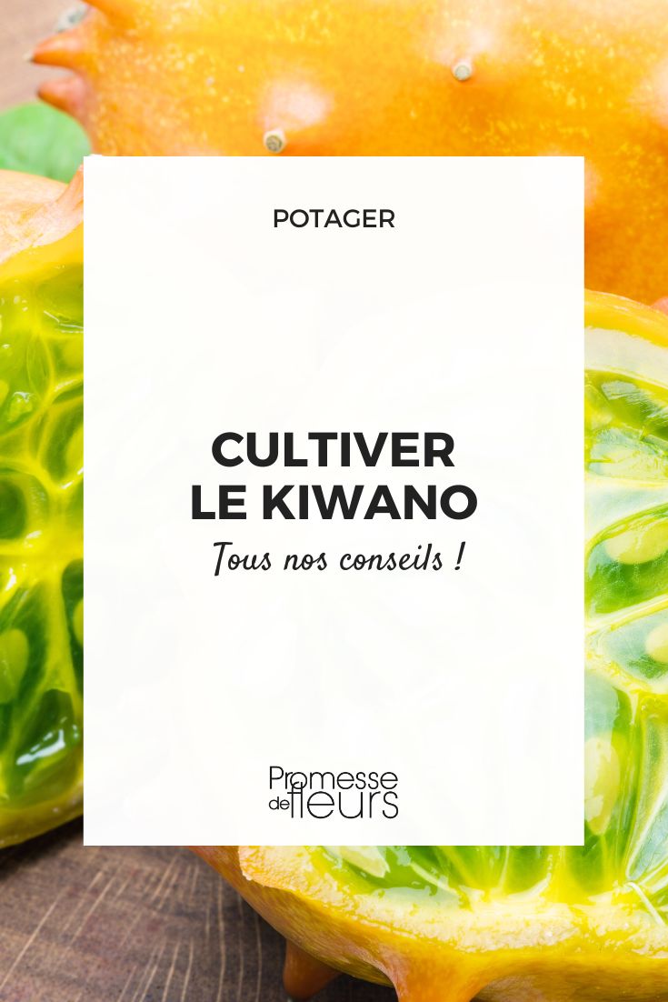 Anbau von Kiwano (Hornmelone)  

Die Kiwano (Cucumis metuliferus), auch als Hornmelone oder afrikanische Horngurke bekannt, ist eine exotische Frucht, die ursprünglich aus Afrika stammt. Mit ihrem einzigartigen Aussehen und ihrem erfrischenden Geschmack erfreut sie sich zunehmender Beliebtheit in deutschen Gärten.  

**Standort und Boden**  
Die Kiwano bevorzugt einen sonnigen, windgeschützten Standort mit nährstoffreichem, durchlässigem Boden. Wie andere Kürbisgewächse gedeiht sie am besten bei warmen Temperaturen.  

**Aussaat und Pflege**  
- Aussaat: Ab Mitte April im Haus vorziehen oder ab Mai direkt ins Freie säen.  
- Pflanzabstand: Mindestens 1 Meter zwischen den Pflanzen einhalten.  
- Bewässerung: Regelmäßig gießen, Staunässe vermeiden.  
- Düngung: Mit Kompost oder organischem Dünger versorgen.  

**Ernte und Verwendung**  
Die Früchte sind reif, wenn sie eine orange-gelbe Farbe annehmen und sich leicht vom Stiel lösen lassen. Das Fruchtfleisch schmeckt erfrischend säuerlich und eignet sich für exotische Salate, Desserts oder als Dekoration.  

**Überwinterung**  
In unseren Breiten wird die Kiwano meist einjährig kultiviert, da sie frostempfindlich ist.  

Mit etwas Pflege bringt diese außergewöhnliche Pflanze eine exotische Note in Ihren Garten!