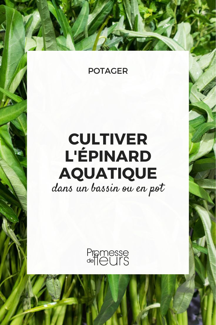 Ipomoea aquatica (Wasserspinat)