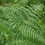 Farne im Garten verwenden?