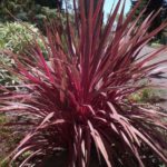 Cordyline vermehren?