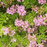 Pelargonium zurückschneiden?