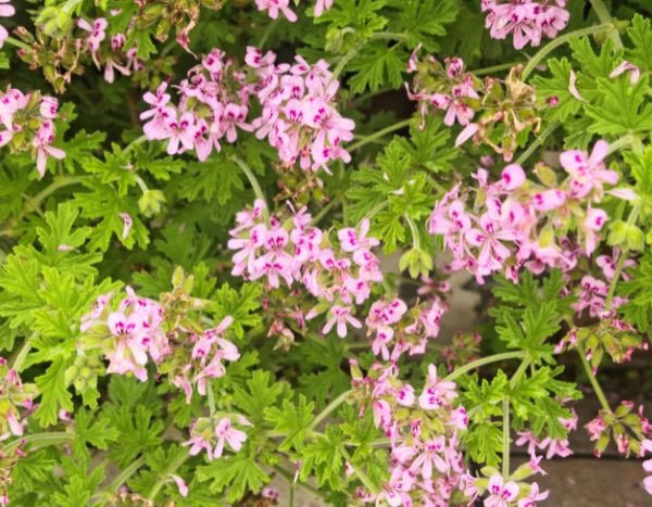 Pelargonium zurückschneiden?