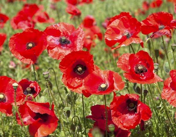 Klatsch-Mohn säen?