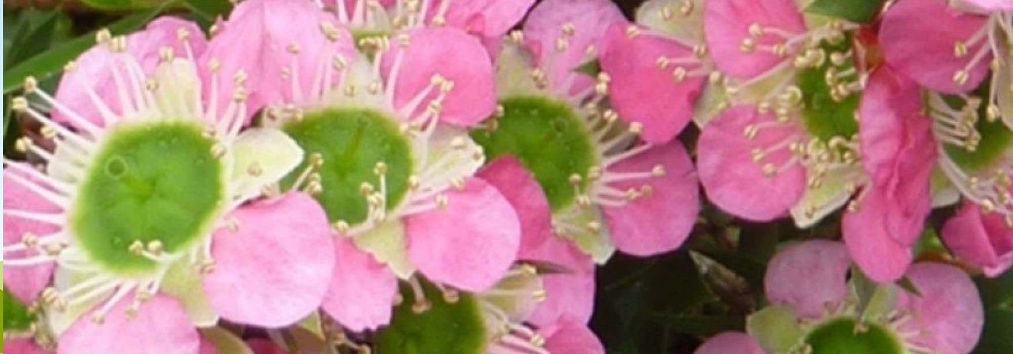 Leptospermum: die schönsten Sorten