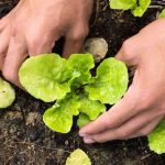 Alle Gemüse für den Anbau im Frühlingsgarten