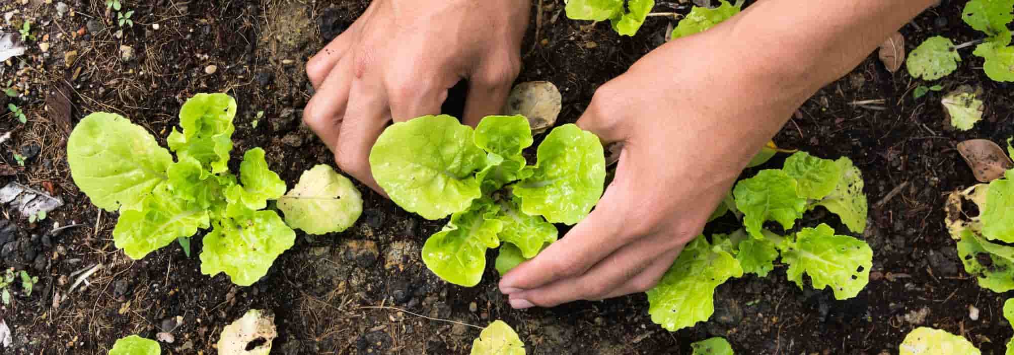 Alle Gemüse für den Anbau im Frühlingsgarten