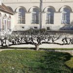 Kultur-Apfel zum Kordon erziehen?