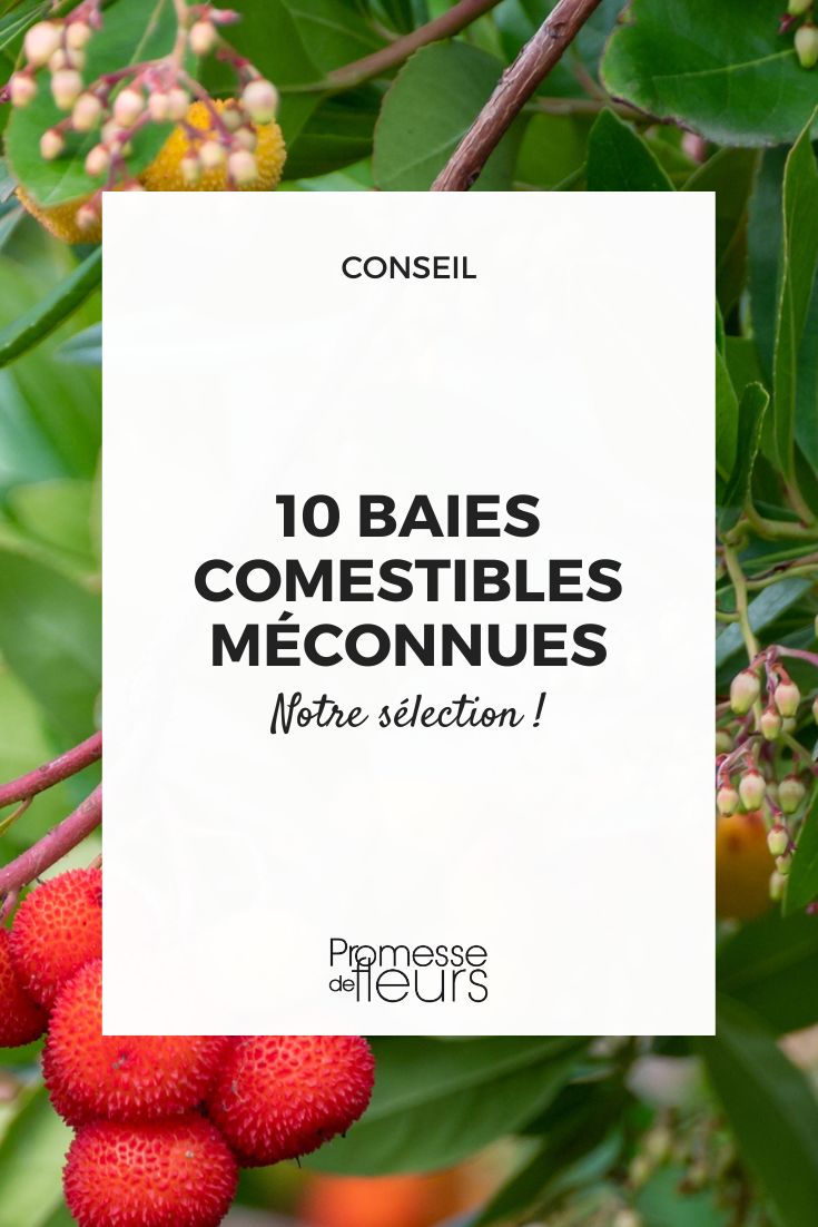 seltene Beeren im Garten