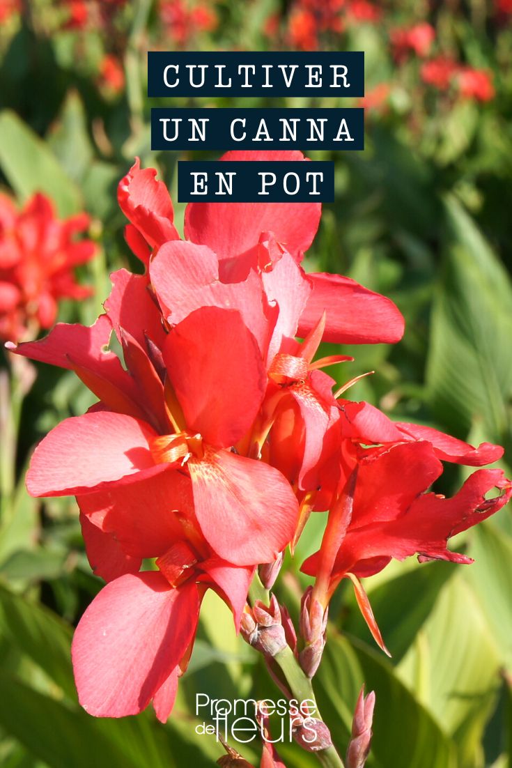 Tipps für Canna im Topf