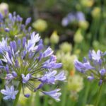 Sind Schmucklilien bedroht?