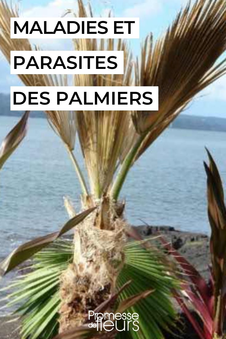 pflegen und schützen Palmen