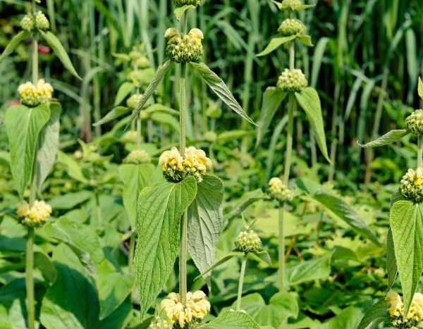 Phlomis oder Brandkraut vermehren?