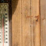 Überlebensratgeber für den Sommergarten
