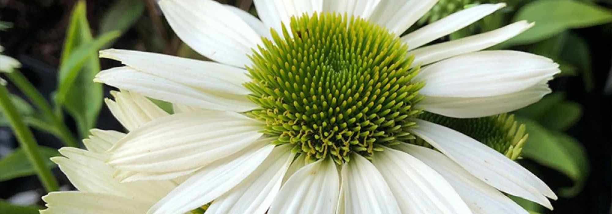 5 weiße Sonnenhüte für leuchtende Beete