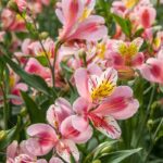 Langlebige Blumen und Blattschmuck für Sträuße