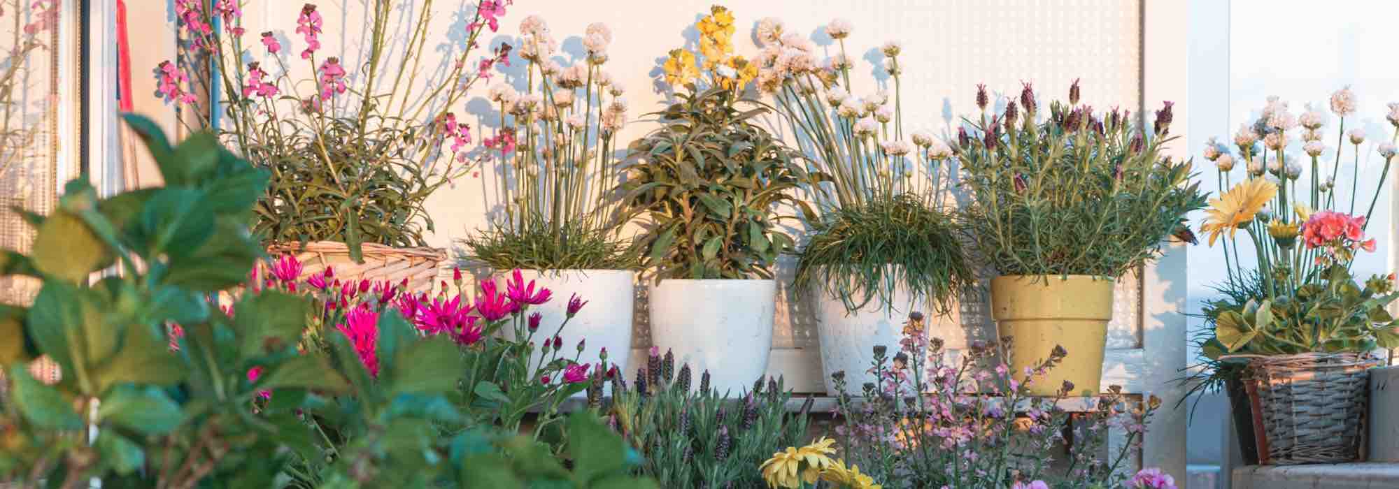 5 mediterrane Pflanzen für einen blühenden Balkon