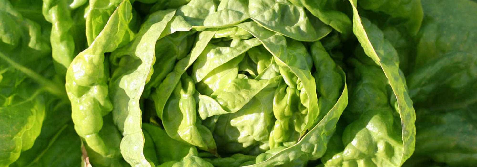 Salat ganzjährig selbst anbauen