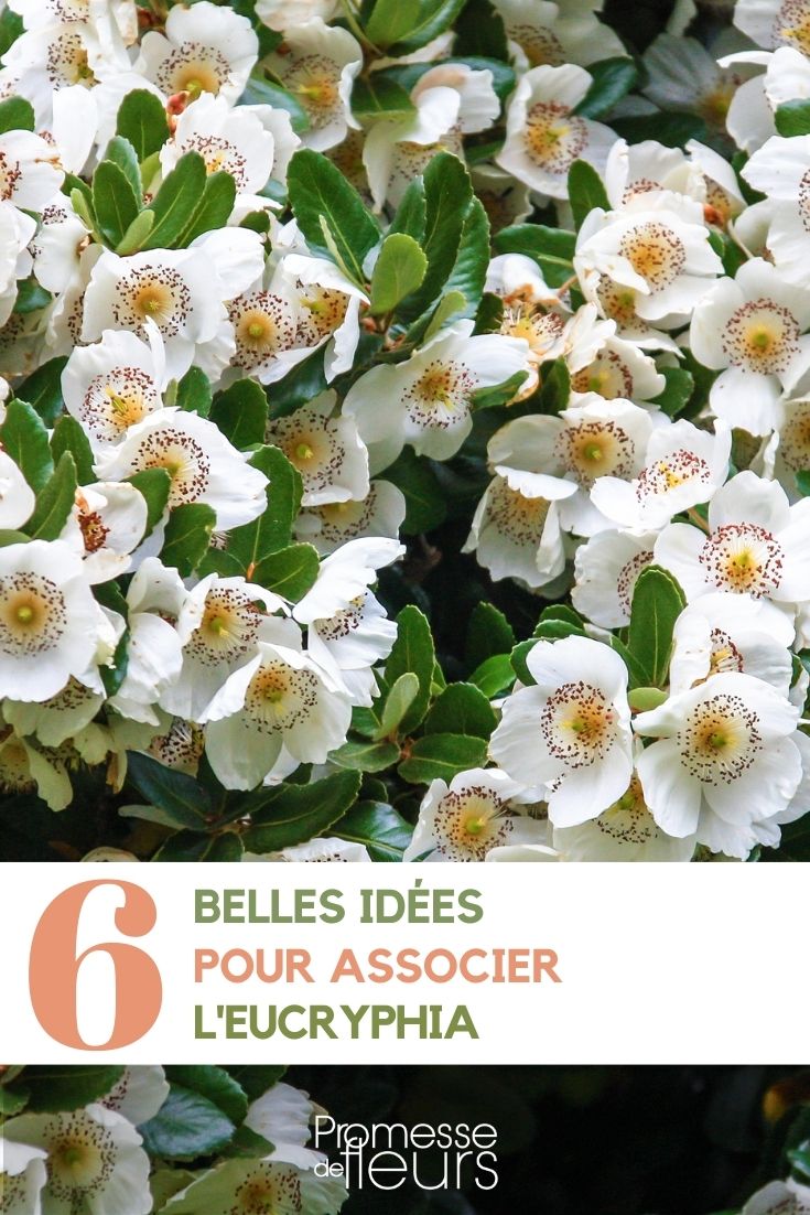 Ideen für Pflanzkombinationen mit Eucryphia im Garten