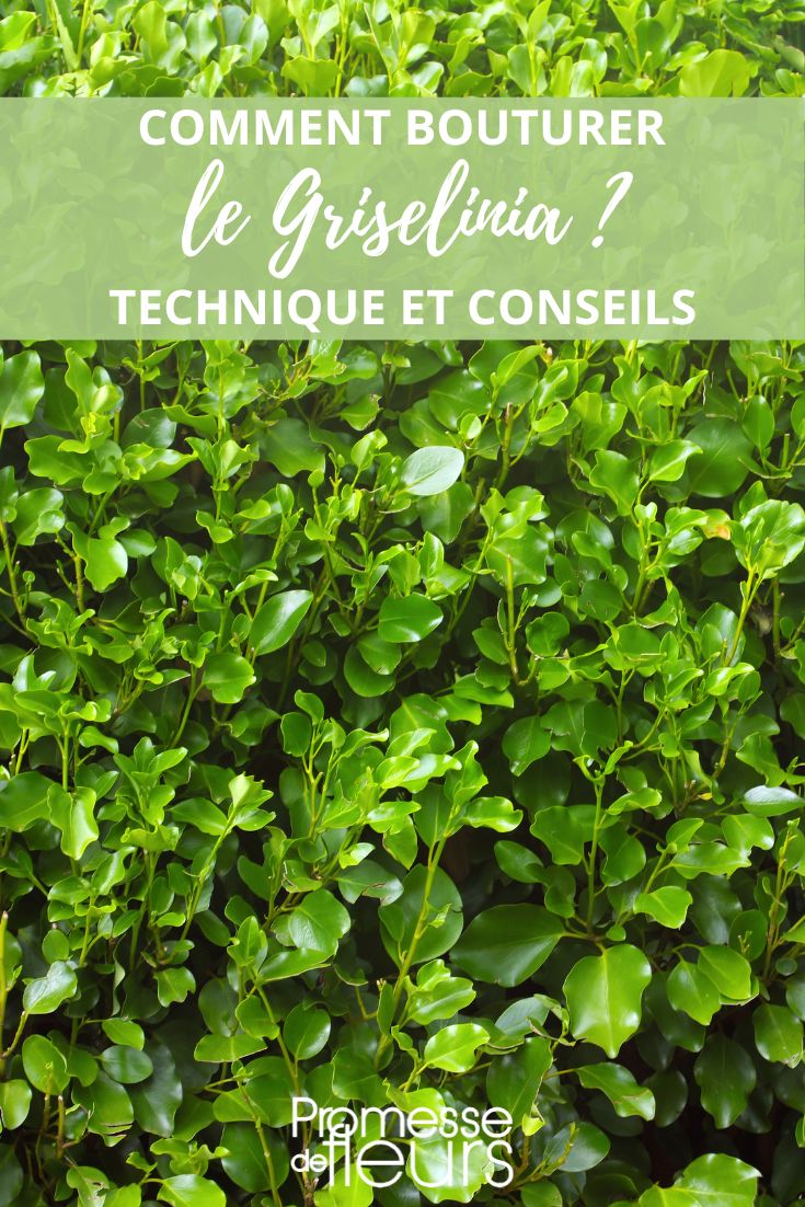 Stecklingsvermehrung der Griselinie