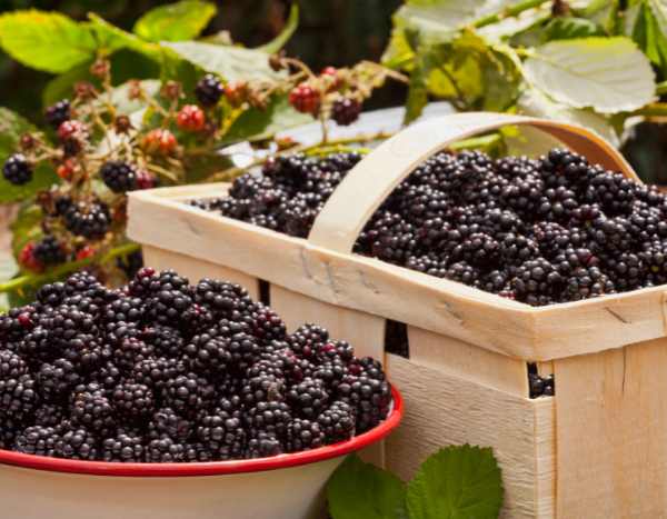 Brombeeren ernten und lagern?